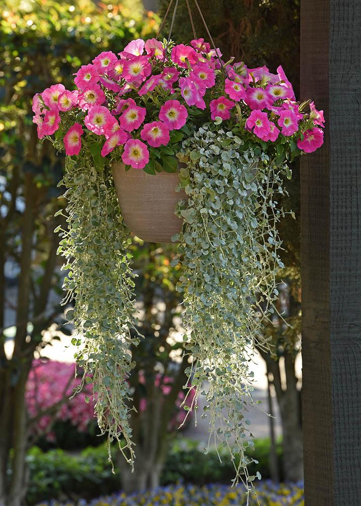 Dichondra 'silver Falls' - View 3 from www redcrocus com