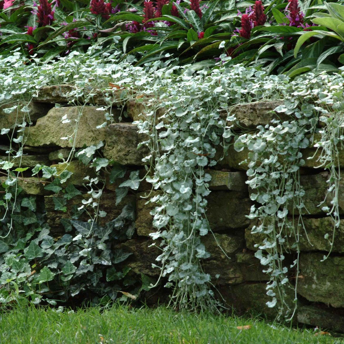 Dichondra 'silver Falls' - View 40 from www redcrocus com