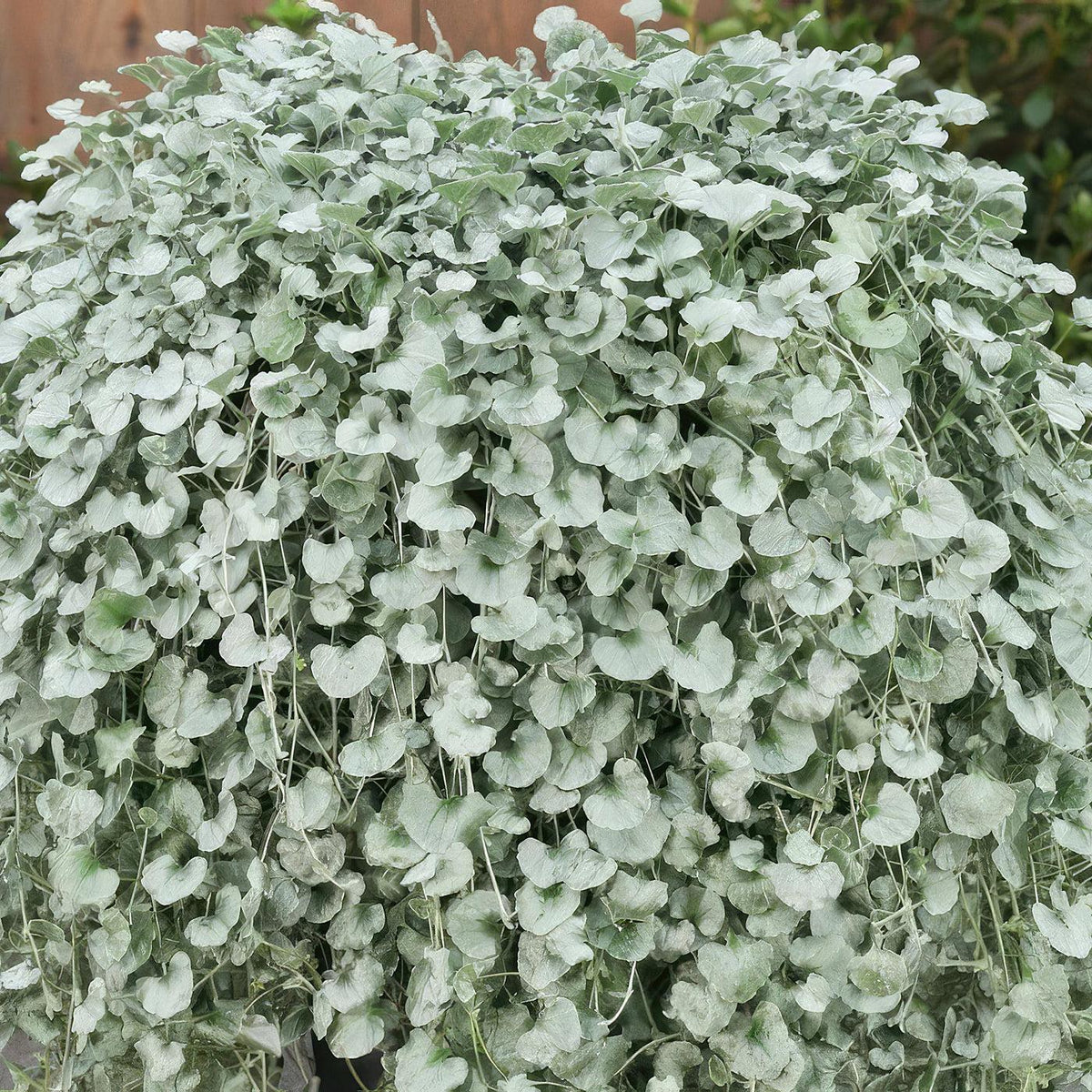 Dichondra 'silver Falls' - View 4 from www redcrocus com