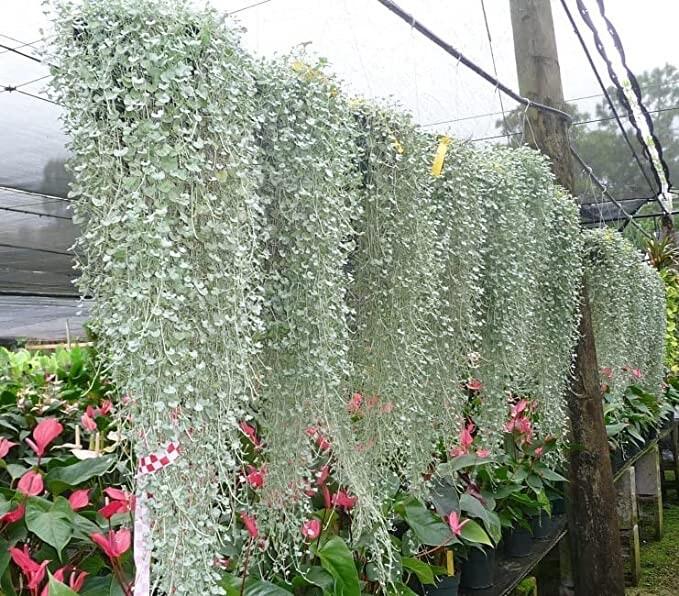 Dichondra 'silver Falls' - View 8 from www redcrocus com