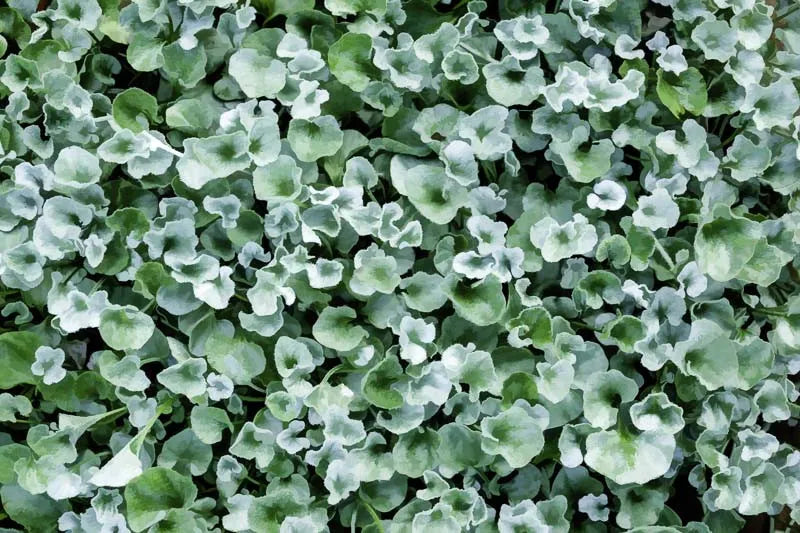 Dichondra 'silver Falls' - View 9 from www redcrocus com