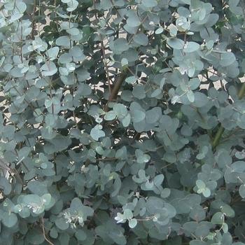 Eucalyptus 'murray' - View 14 from www redcrocus com