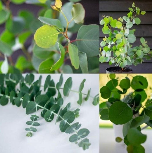 Eucalyptus 'murray' - View 16 from www redcrocus com