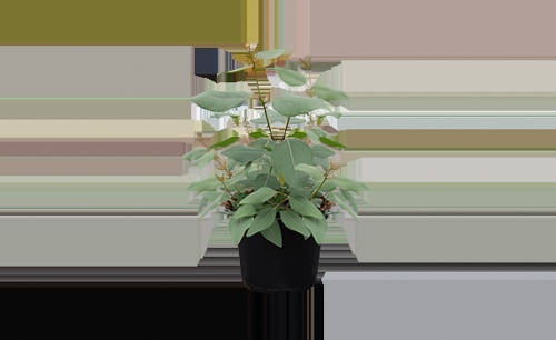 Eucalyptus 'murray' - View 1 from www redcrocus com