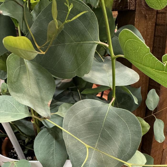 Eucalyptus 'murray' - View 3 from www redcrocus com