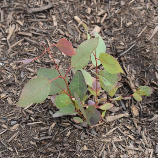Eucalyptus 'murray' - View 4 from www redcrocus com