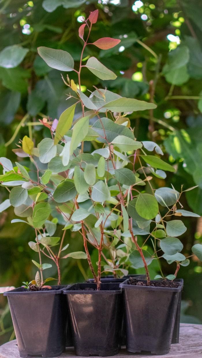 Eucalyptus 'murray' - View 6 from www redcrocus com