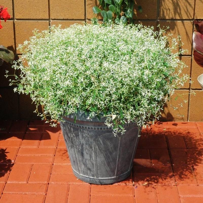 Euphorbia 'glitz' - View 10 from www redcrocus com