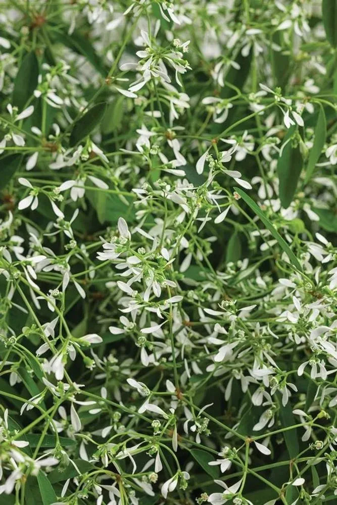 Euphorbia 'glitz' - View 11 from www redcrocus com