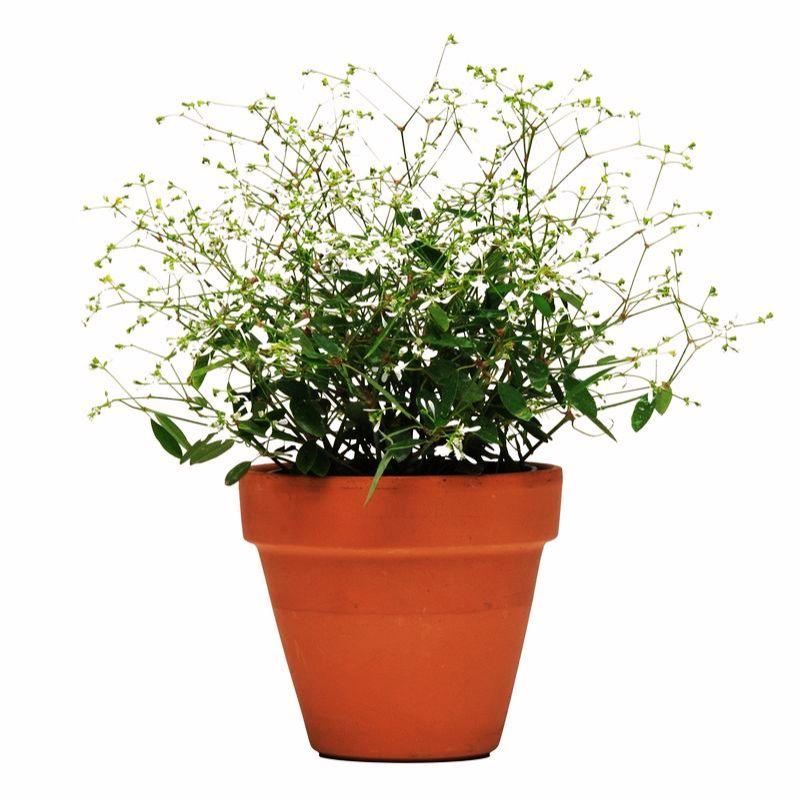 Euphorbia 'glitz' - View 13 from www redcrocus com