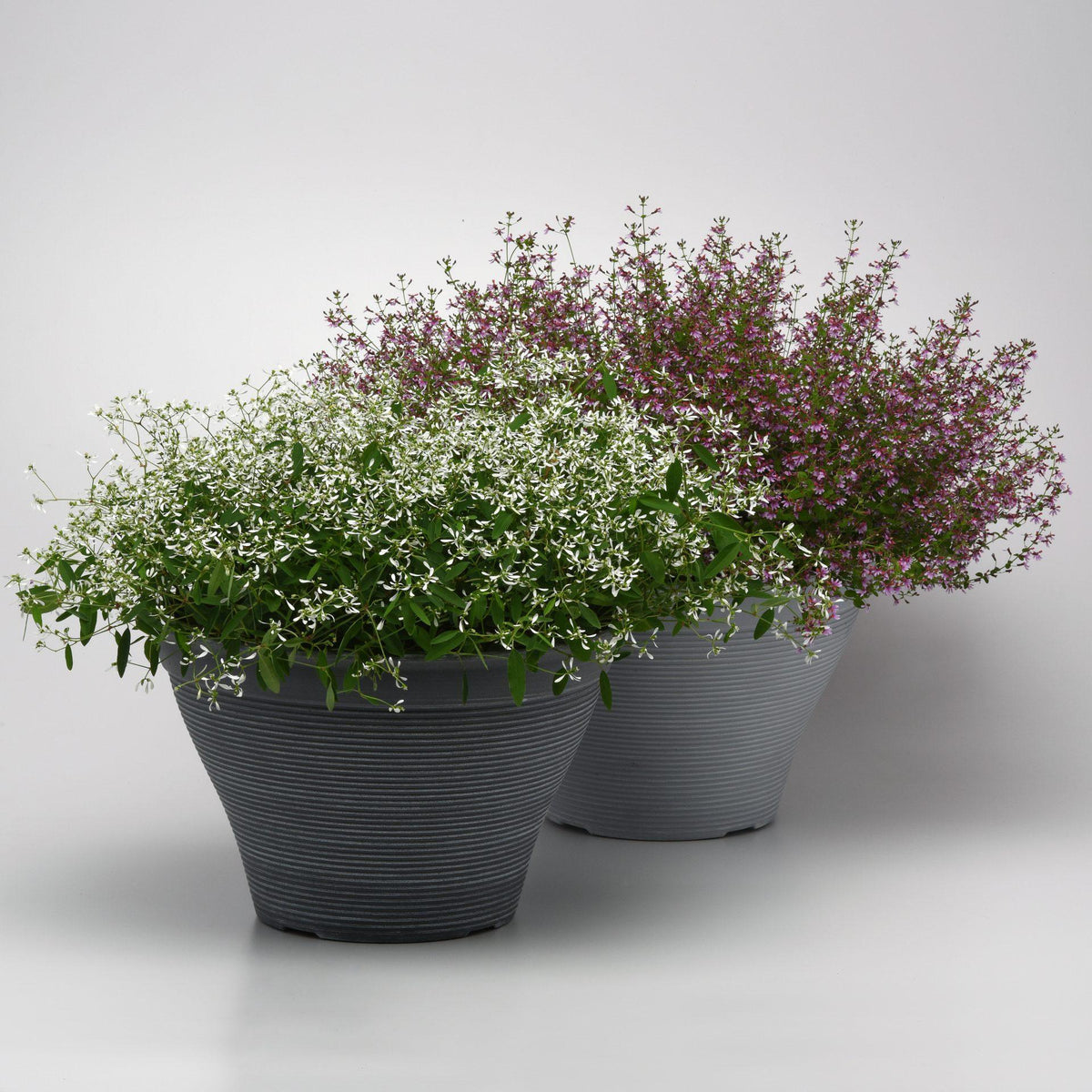 Euphorbia 'glitz' - View 14 from www redcrocus com