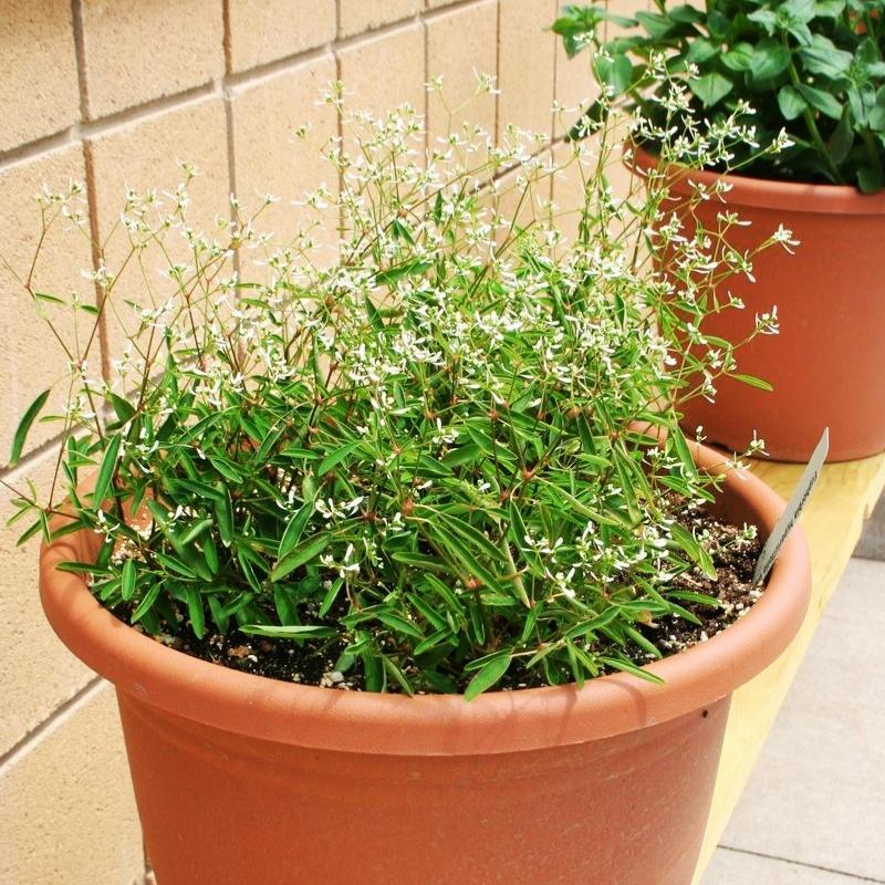 Euphorbia 'glitz' - View 19 from www redcrocus com