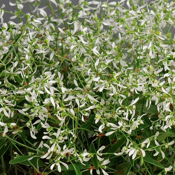 Euphorbia 'glitz' - View 1 from www redcrocus com
