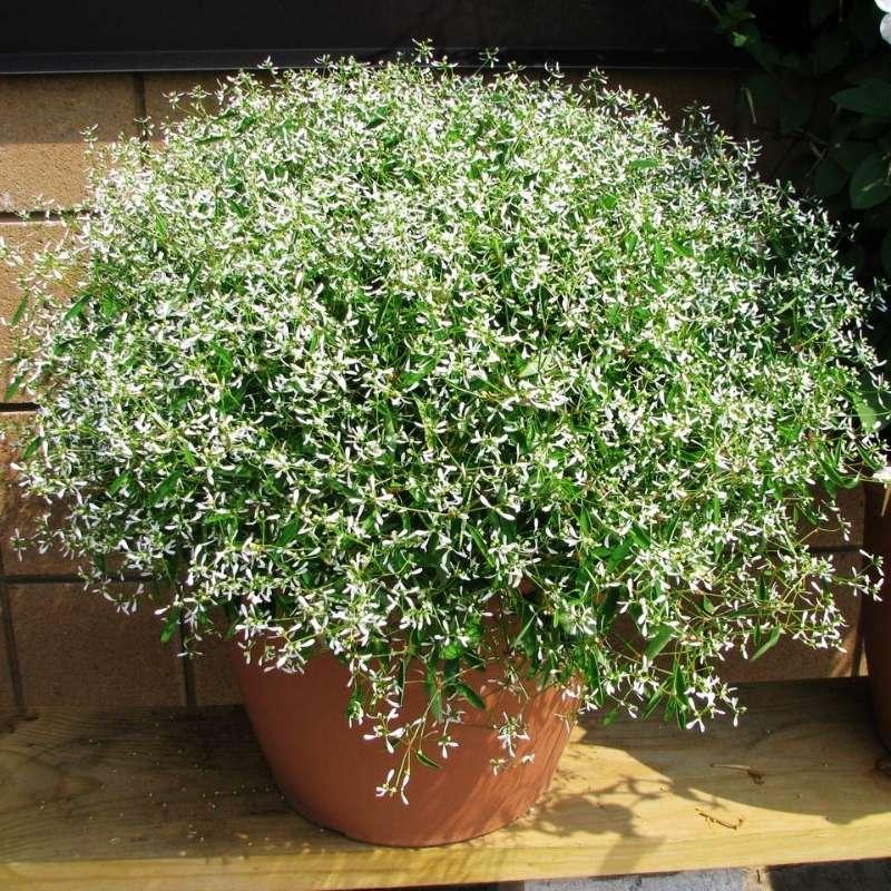 Euphorbia 'glitz' - View 20 from www redcrocus com