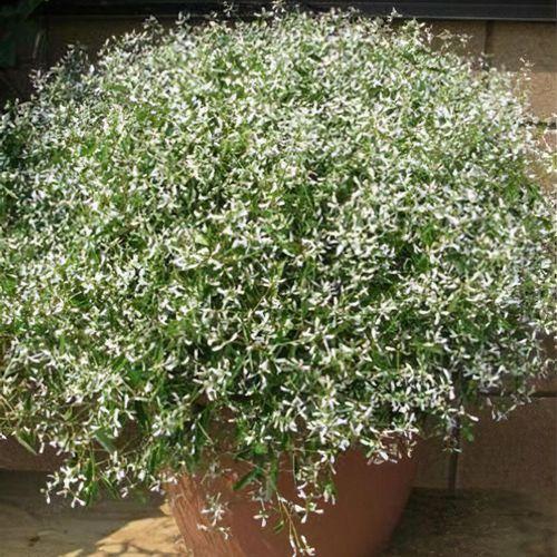 Euphorbia 'glitz' - View 22 from www redcrocus com
