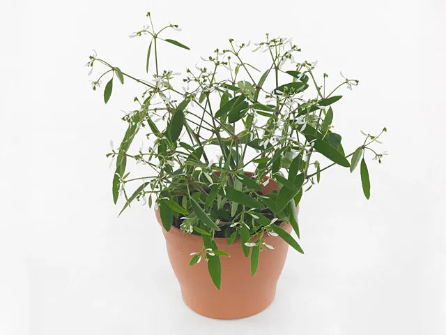 Euphorbia 'glitz' - View 25 from www redcrocus com
