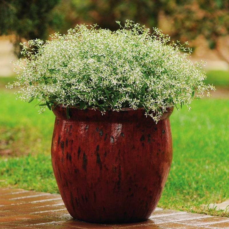 Euphorbia 'glitz' - View 26 from www redcrocus com