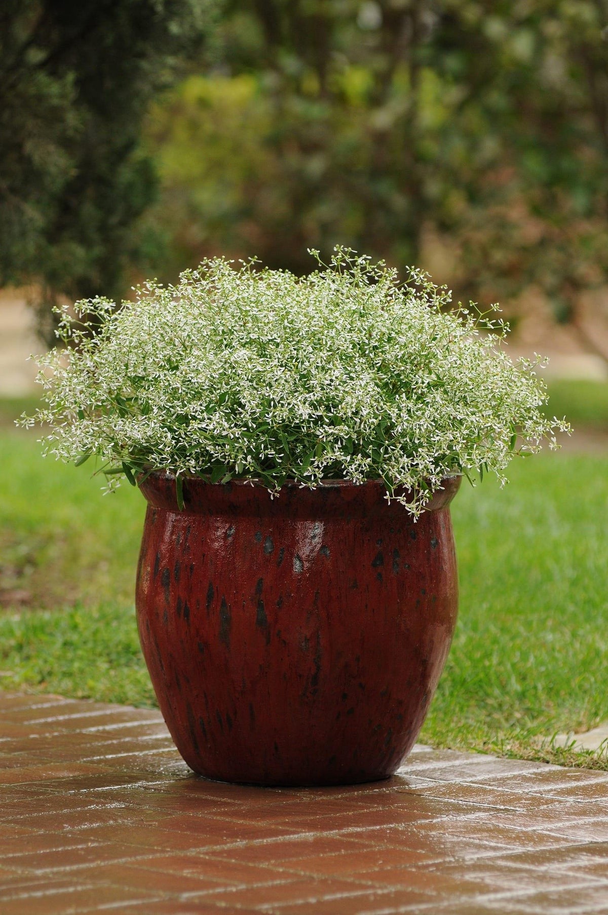Euphorbia 'glitz' - View 27 from www redcrocus com