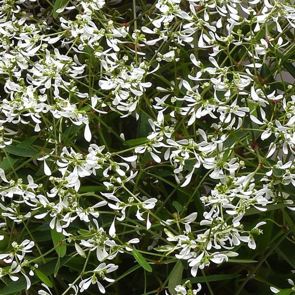 Euphorbia 'glitz' - View 28 from www redcrocus com