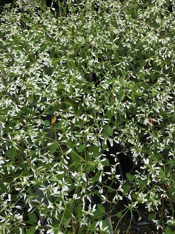 Euphorbia 'glitz' - View 29 from www redcrocus com