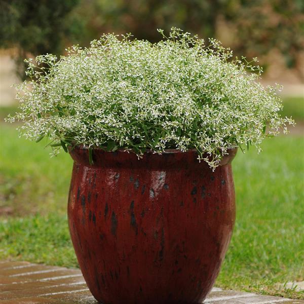 Euphorbia 'glitz' - View 2 from www redcrocus com