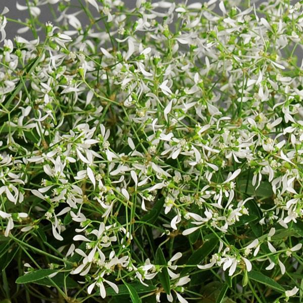 Euphorbia 'glitz' - View 30 from www redcrocus com