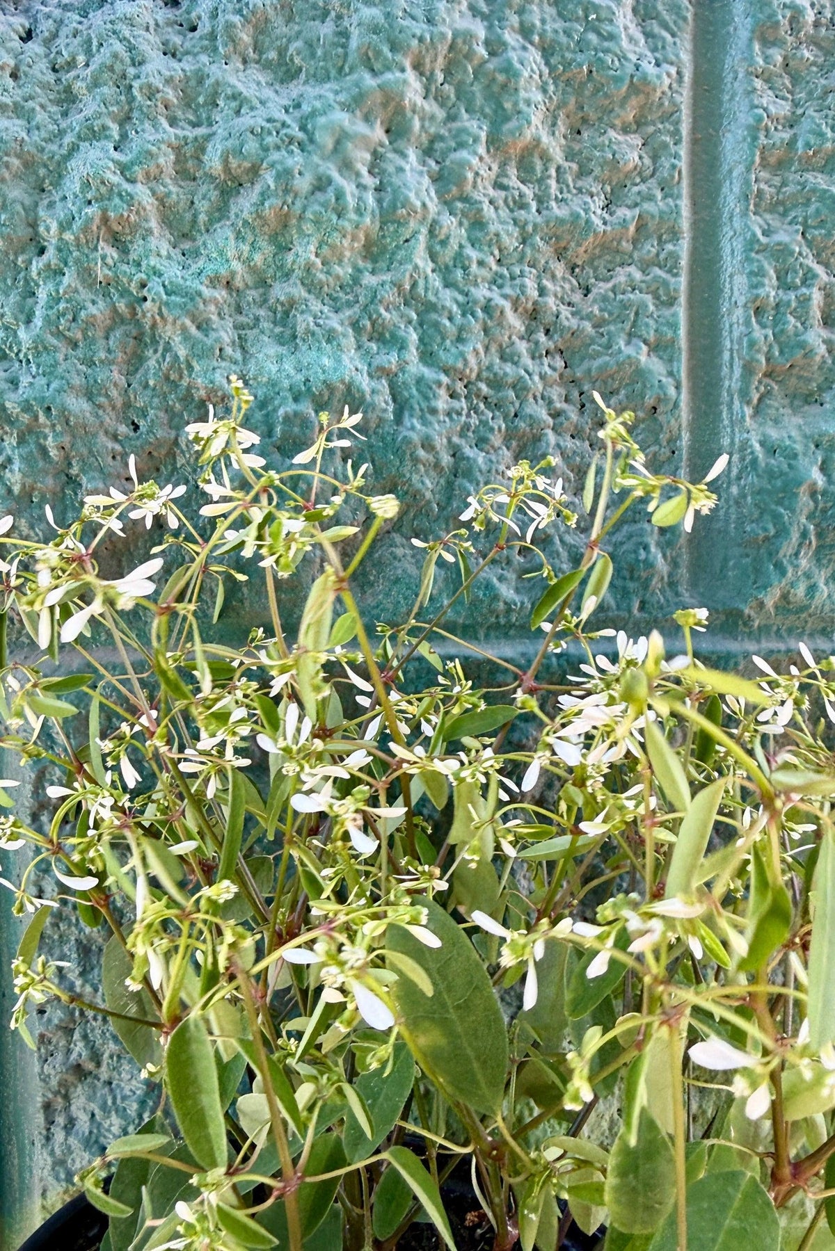 Euphorbia 'glitz' - View 31 from www redcrocus com