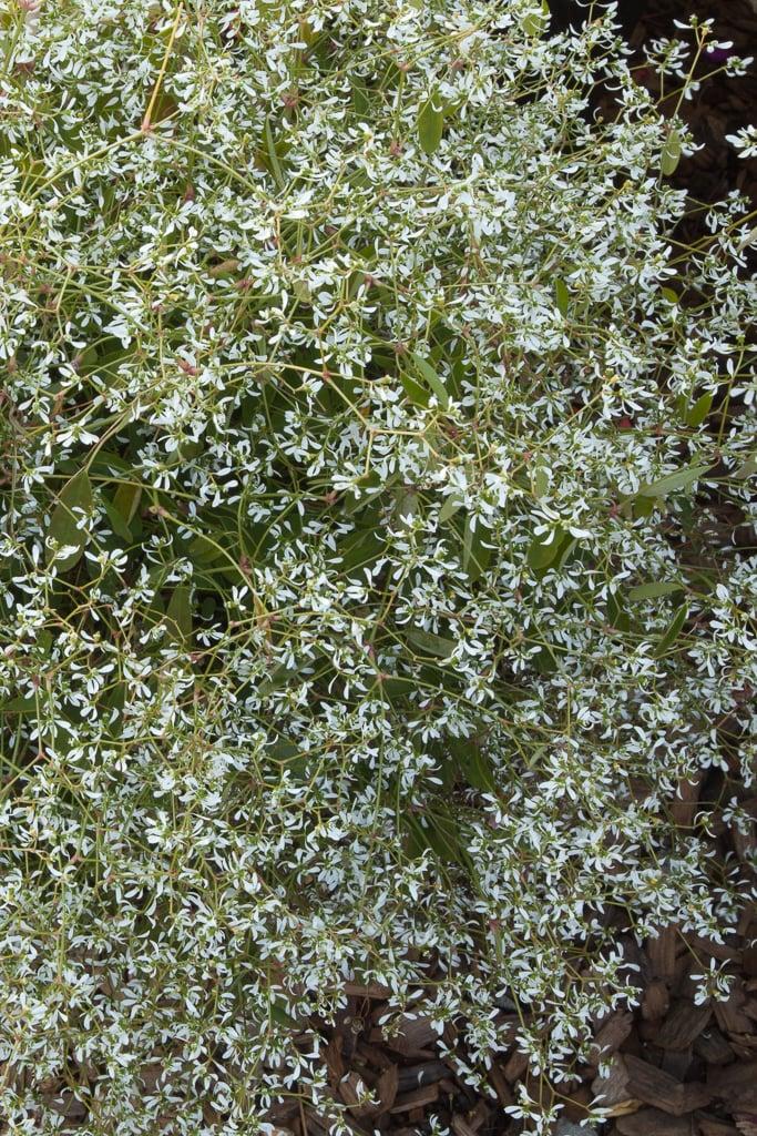Euphorbia 'glitz' - View 32 from www redcrocus com