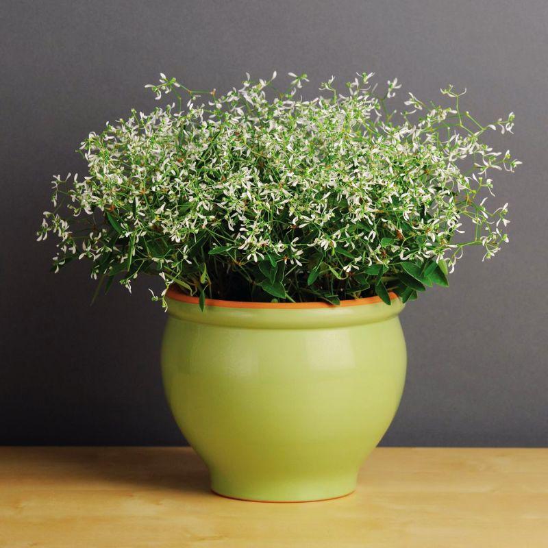 Euphorbia 'glitz' - View 3 from www redcrocus com