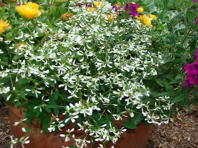 Euphorbia 'glitz' - View 6 from www redcrocus com
