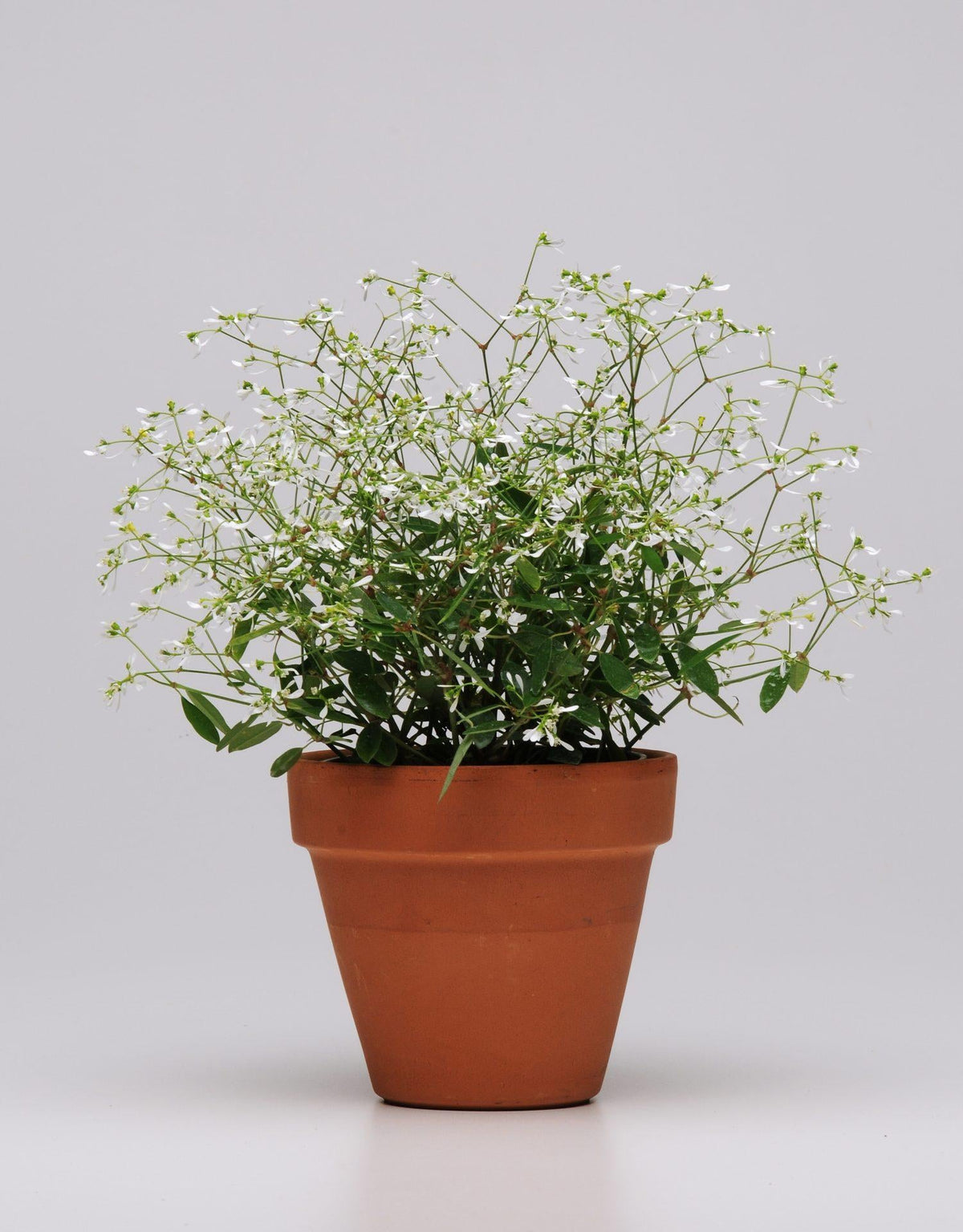 Euphorbia 'glitz' - View 9 from www redcrocus com