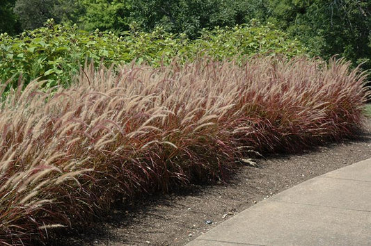 Grass, Pennisetum Setaceum 'rubrum' - View 19 from www redcrocus com