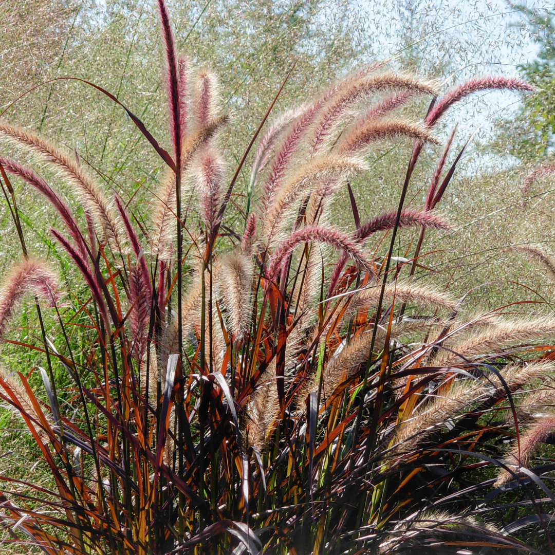 Grass, Pennisetum Setaceum 'rubrum' - View 38 from www redcrocus com