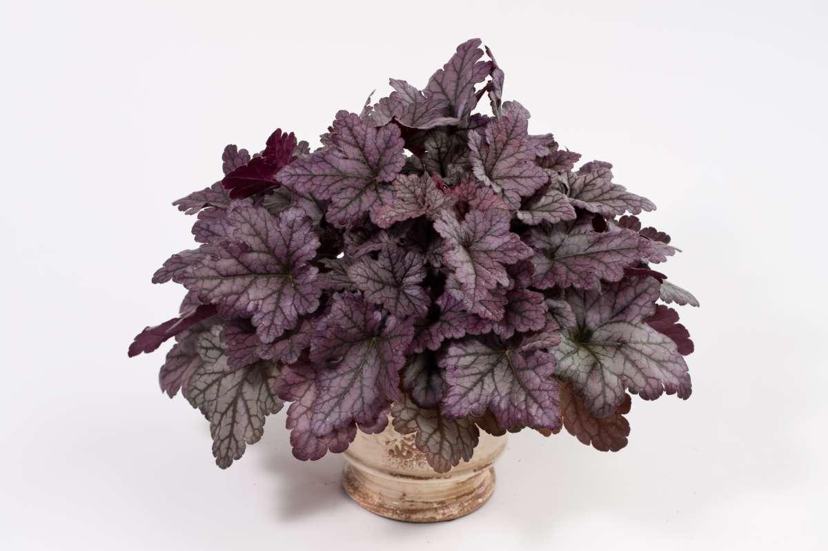 Heuchera X 'kira Purple Rain Forest' - View 10 from www redcrocus com