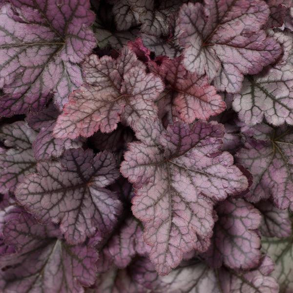 Heuchera X 'kira Purple Rain Forest' - View 14 from www redcrocus com