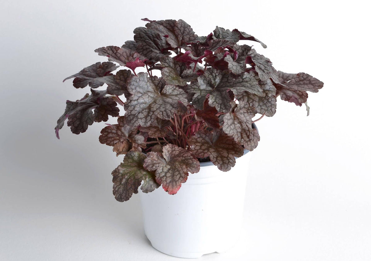 Heuchera X 'kira Purple Rain Forest' - View 15 from www redcrocus com