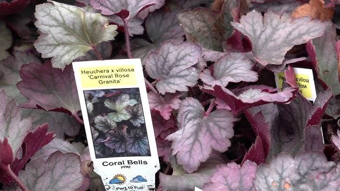 Heuchera X 'kira Purple Rain Forest' - View 16 from www redcrocus com
