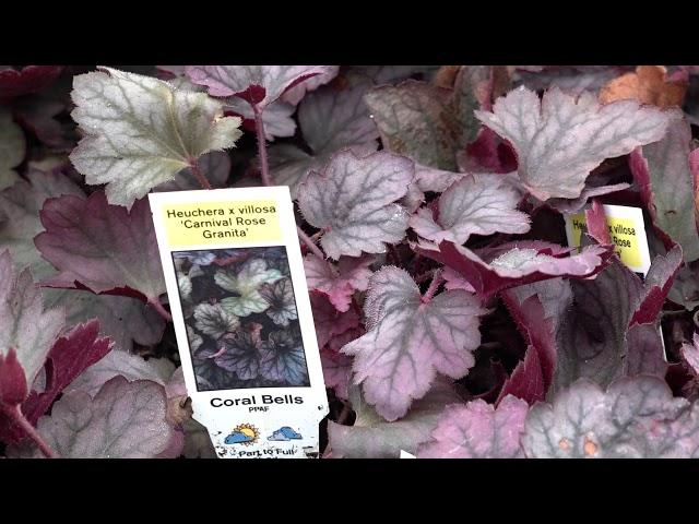 Heuchera X 'kira Purple Rain Forest' - View 18 from www redcrocus com