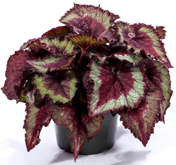 Heuchera X 'kira Purple Rain Forest' - View 19 from www redcrocus com