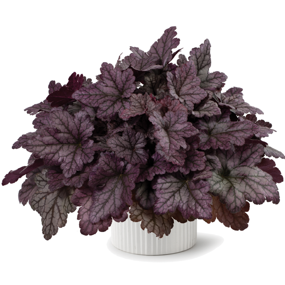 Heuchera X 'kira Purple Rain Forest' - View 1 from www redcrocus com