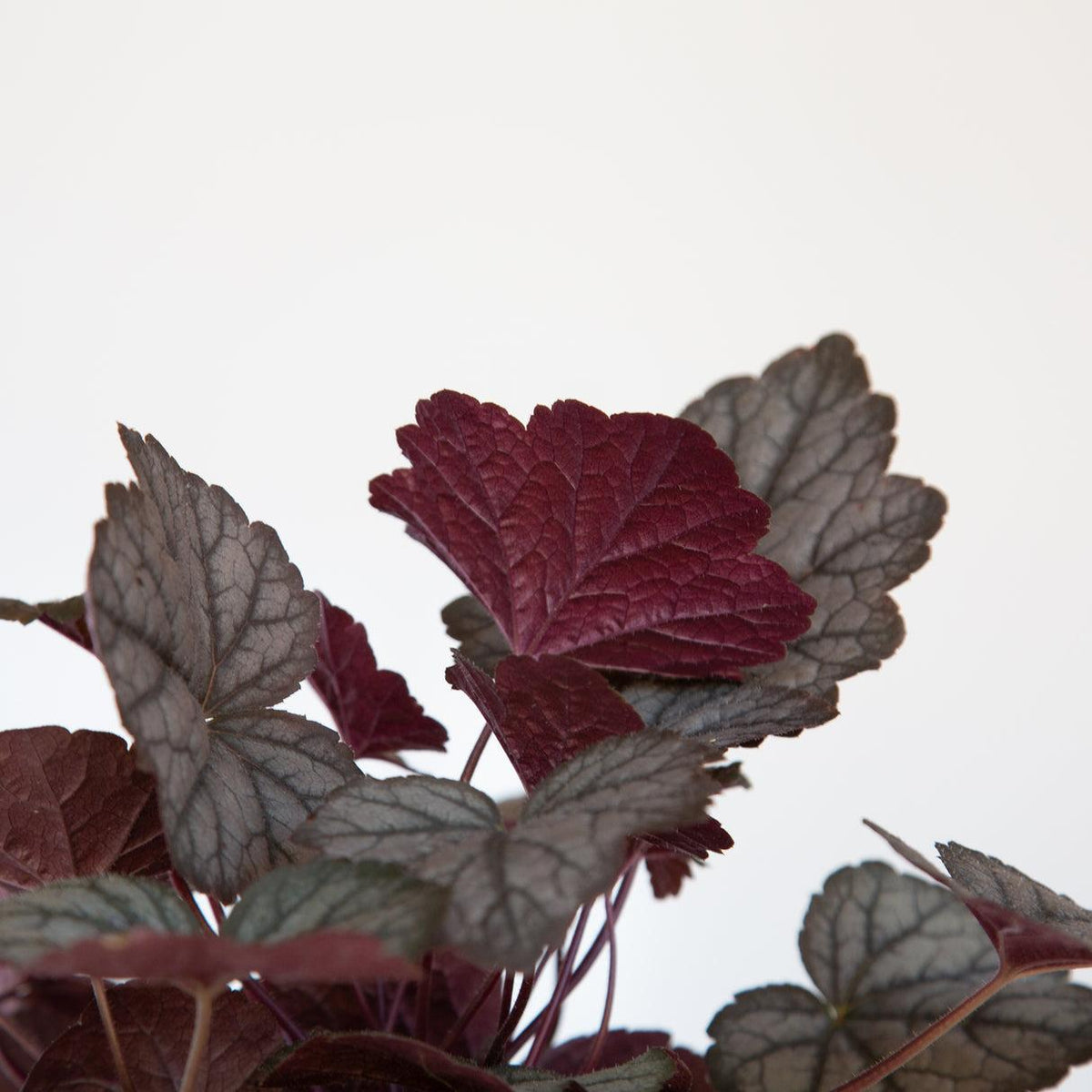 Heuchera X 'kira Purple Rain Forest' - View 21 from www redcrocus com