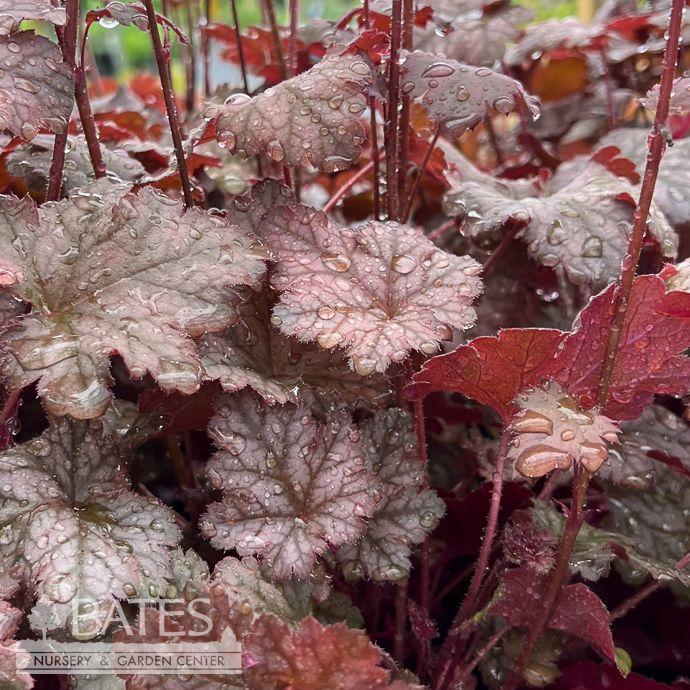Heuchera X 'kira Purple Rain Forest' - View 23 from www redcrocus com