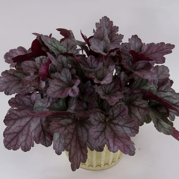Heuchera X 'kira Purple Rain Forest' - View 24 from www redcrocus com