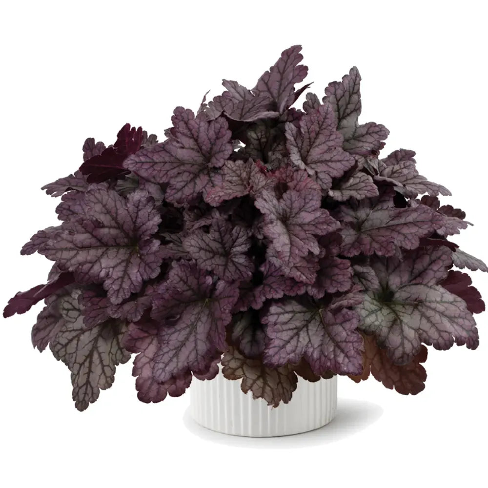 Heuchera X 'kira Purple Rain Forest' - View 26 from www redcrocus com