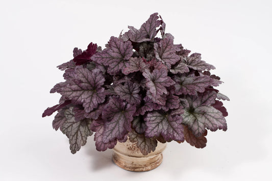 Heuchera X 'kira Purple Rain Forest' - View 27 from www redcrocus com