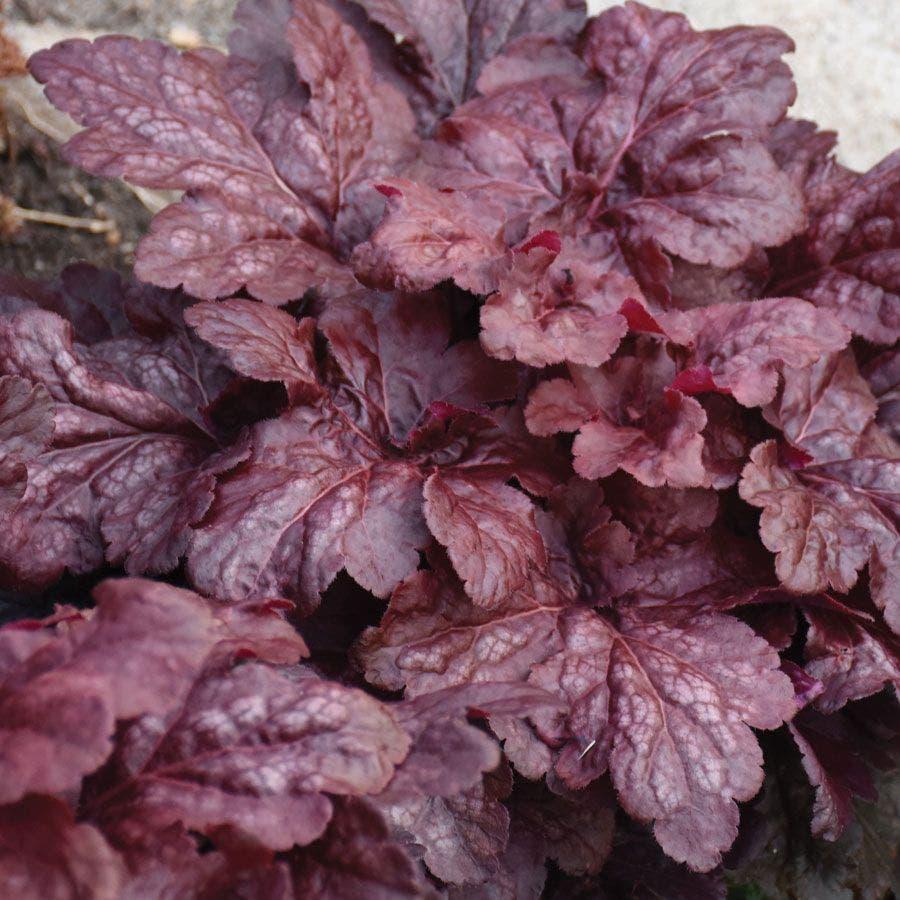 Heuchera X 'kira Purple Rain Forest' - View 28 from www redcrocus com