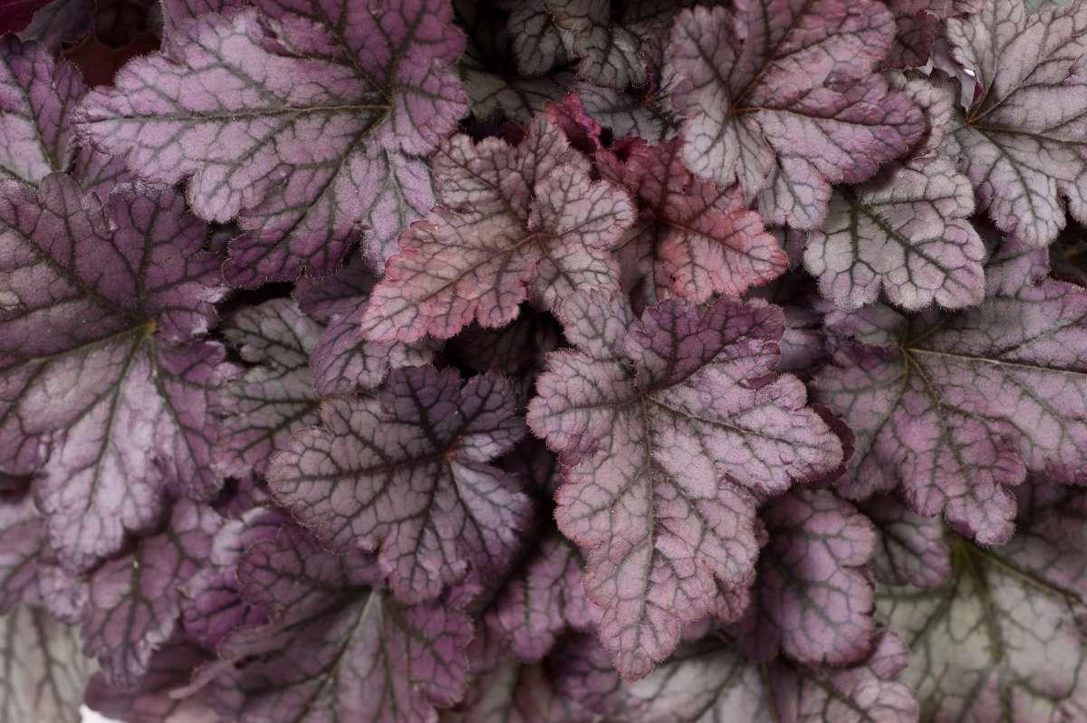 Heuchera X 'kira Purple Rain Forest' - View 2 from www redcrocus com