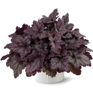Heuchera X 'kira Purple Rain Forest' - View 4 from www redcrocus com