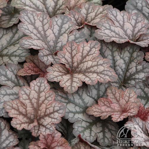 Heuchera X 'kira Purple Rain Forest' - View 6 from www redcrocus com