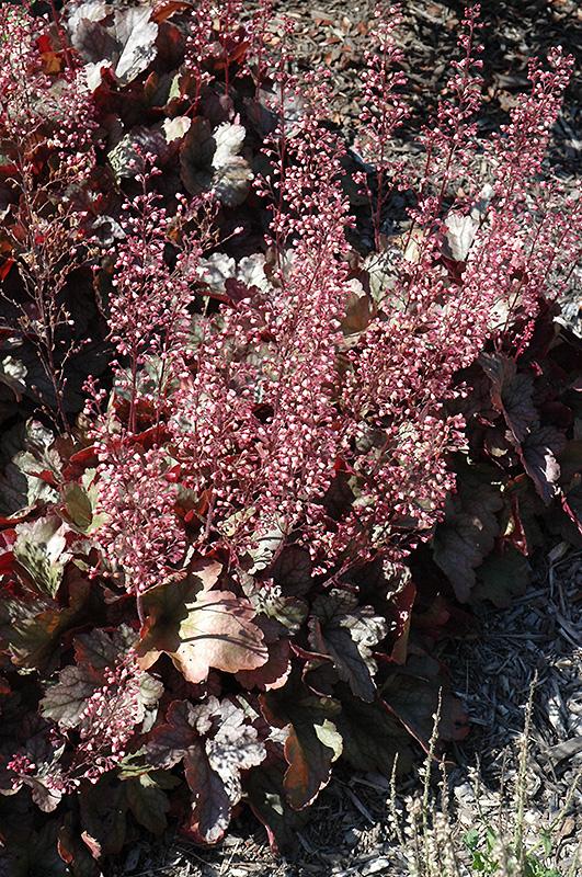 Heuchera X 'kira Purple Rain Forest' - View 8 from www redcrocus com